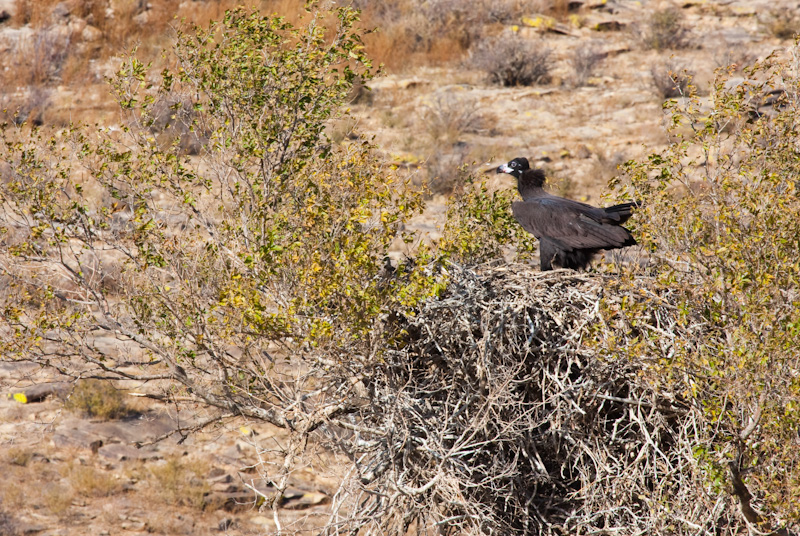 Cinareous Vulture In Nest